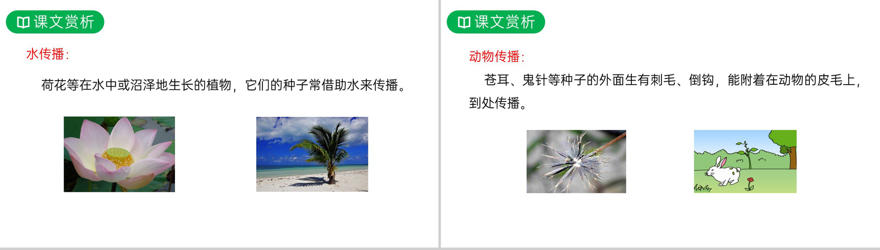 《植物妈妈有办法》人教版二年级上册语文PPT课件-13