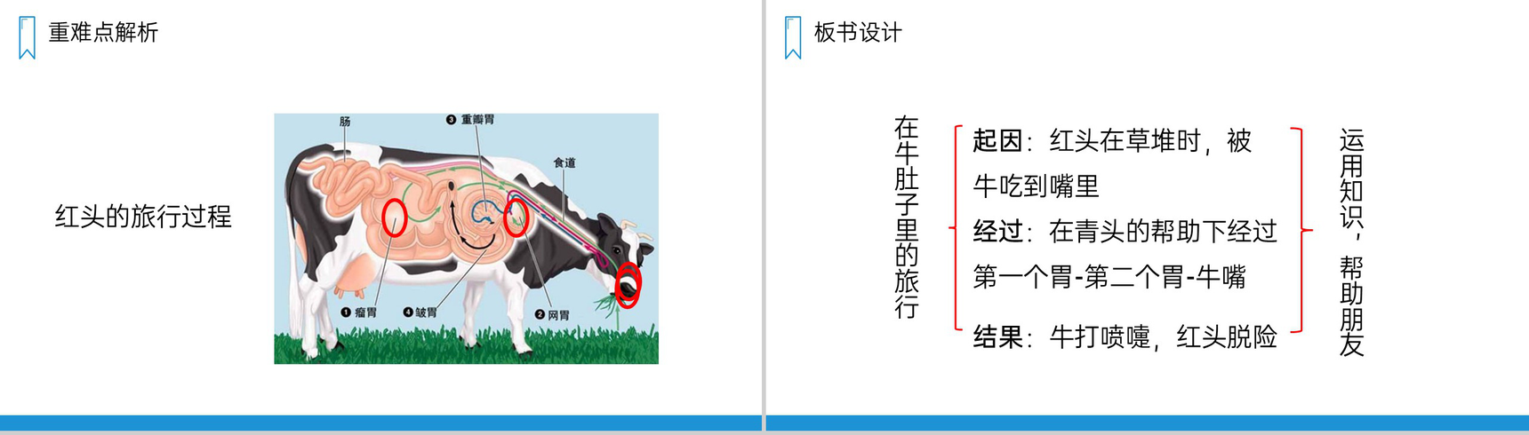 《在牛肚子里旅行》人教版三年级上册语文PPT课件-11