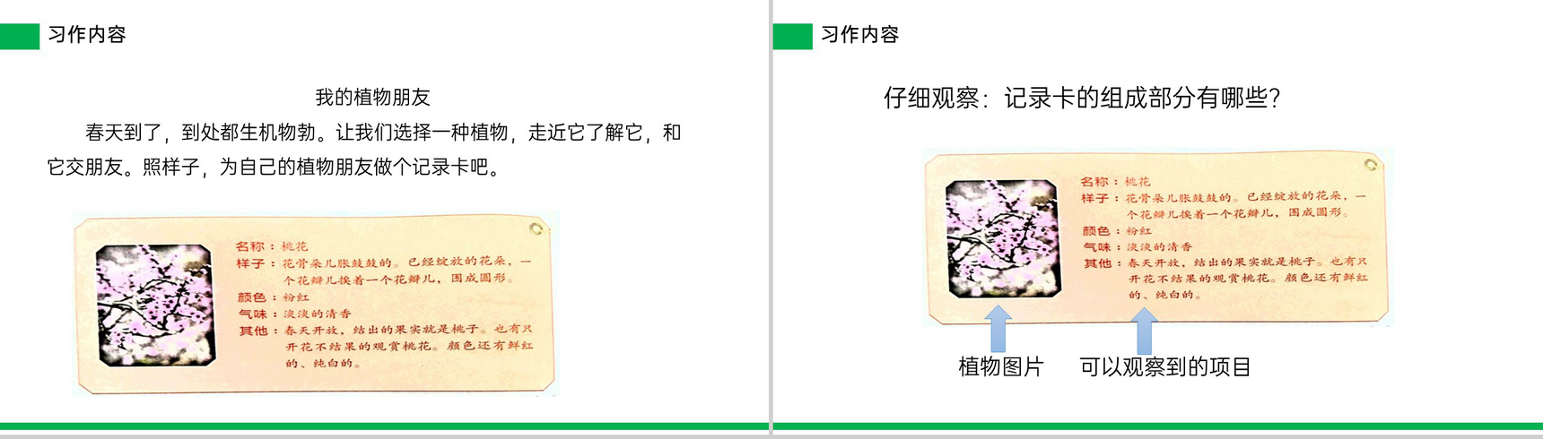 《习作——我的植物朋友》小学三年级语文下册第一单元精品PPT课件-3