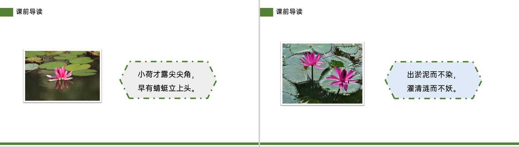 《荷花》小学三年级语文下册第一单元精品PPT课件-3